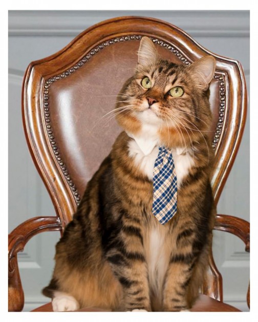 Hank-the-cat-504x630
