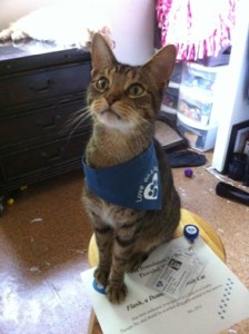 Flash-the-therapy-cat (1)