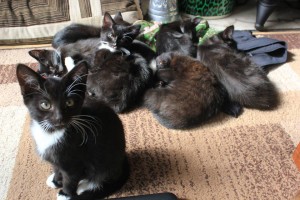 Kittens needing homes