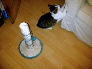 Capone and the scratchpost - behaviour