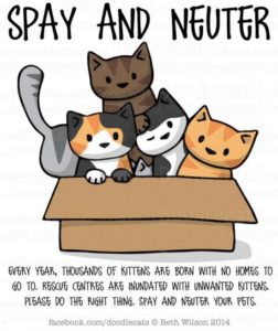 Spay-and-Neuter-Doodlecats-550x655