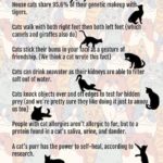 Ten feline facts…