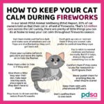 Guy Fawkes Night…keeping your cat calm.