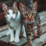 Can’t Buy Me Love…