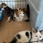Cat Crisis…