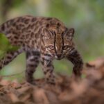 Leave Me Wild…