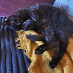 Why Does My Cat…