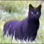 Purr-anormal Activity…